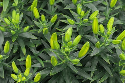 Bush. Green salad shades Horizontal snapshot.