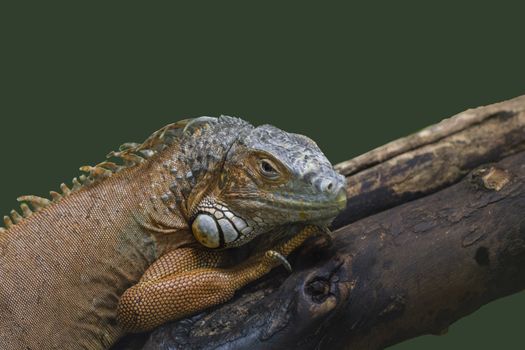 A beautiful animal at home. Sitting on a branch.