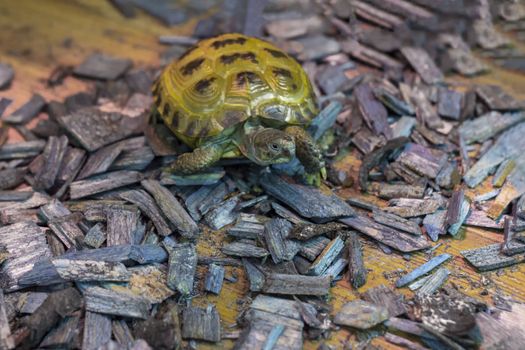Front and top view. An amphibious animal.