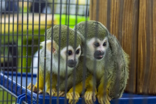 Dwarf animals. View from the front. They're looking out.