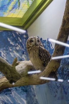 Northern Saw-Whet Owl on a mossy branch.