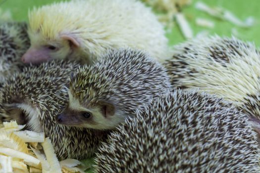 Among others. vwildlife hedgehog european