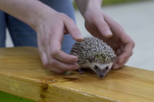 Little hedgehog in the hands. Hedgehog man is holding. In the frame of the face and hands.