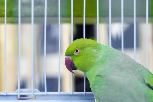 A parrot with a green head. View from the side.