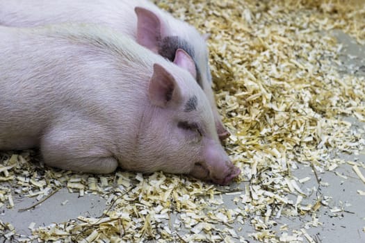 Closeup of sleeping pig facing the camera. Horizontal shot.