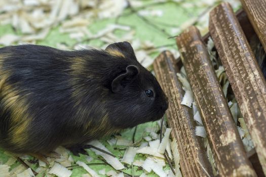 Cute Guinea pig, a popular household pet