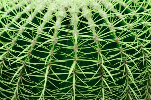 Close-up of a green cactus pad with a row of spikes Macrophoto.