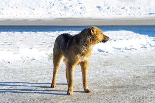 Homeless dog. Side of view.