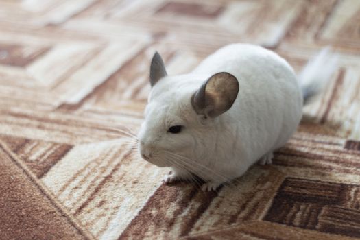 Domestos animal, small and beautiful
