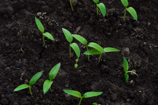 Close-up of green seedling. Top view