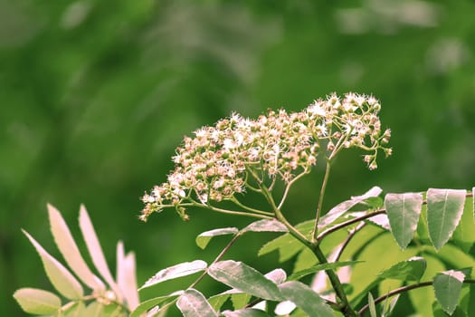 Flowers of common mountain ash on branches. Green radial blur background.