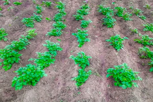 Potato sprouts in the garden.