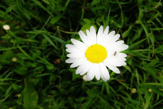 Flower-head of Oxeye daisy or Moon daisy perennial