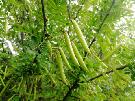 Acacia pods on branches. Outdoors Nature