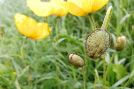 Blossomed and undissolved buds. Front view