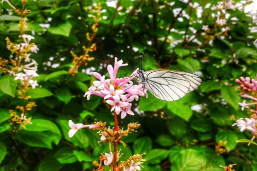 A lilac flower. View from the front. Vertical shot.