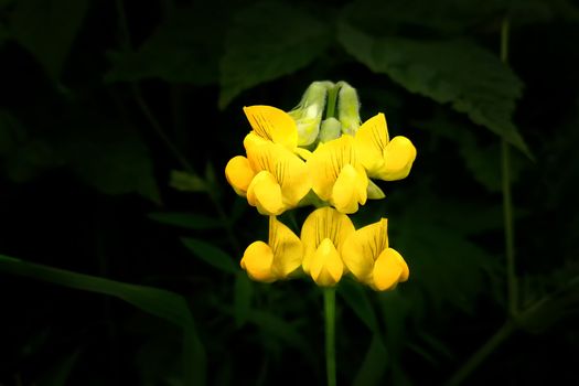 yellow unusual flower. Front view.