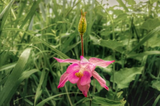 Pink flower - honey harvest. Outdoors.