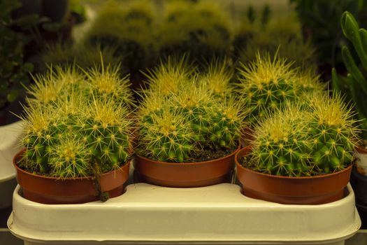 Green Cacti in the store