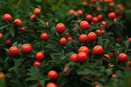 Red ornamental berries. Nature flowers.