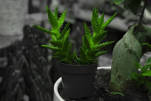 Flower is an scarlet faith in a pot.