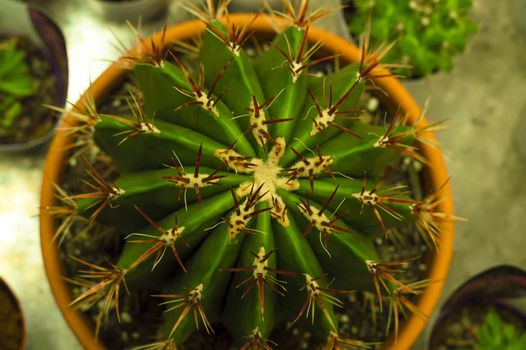 Green Cactus in a pot. View from above.