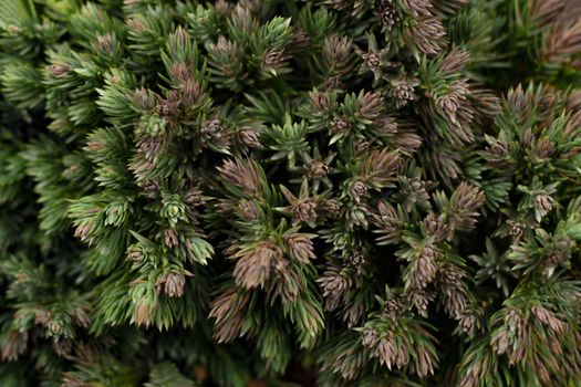 Branches of green pine. Abstract background.