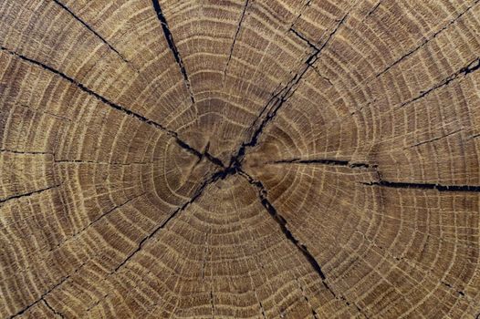 A slice of an old tree. View from the front.