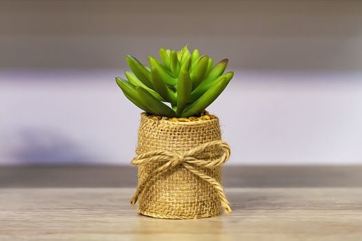Flower green succulent in a flower pot