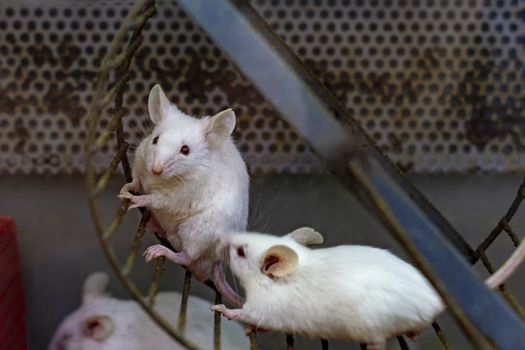 White hamsters play. Beautiful animals.