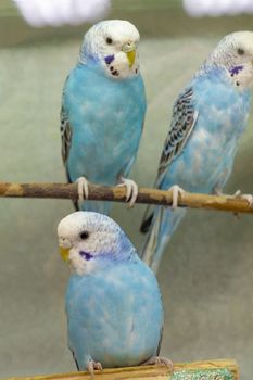 Three wavy blue parrots. Group of birds. Vertical shot.