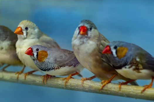 The canaries are sitting on a perch.