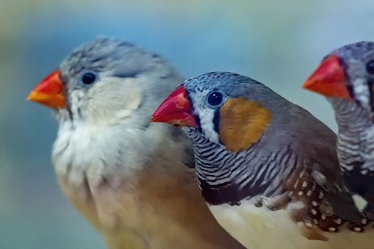 Three canaries. Beautiful birds and Blue background