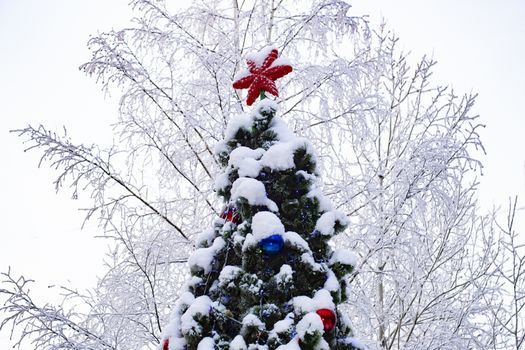 Winter forest in Siberia. Cristmas tree.