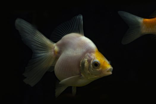 Silver goldfish in the aquarium.