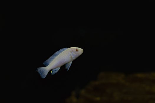 Silver small fish in the aquarium.