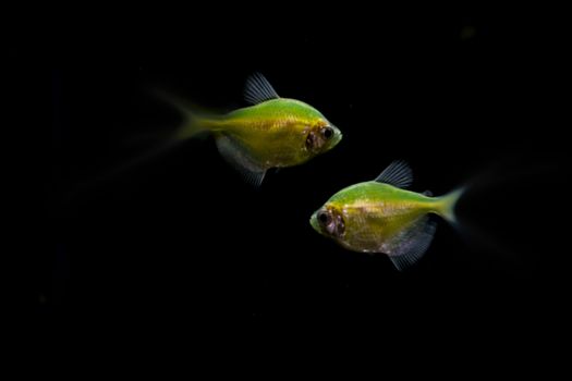 Green-yellow small fish in the aquarium.