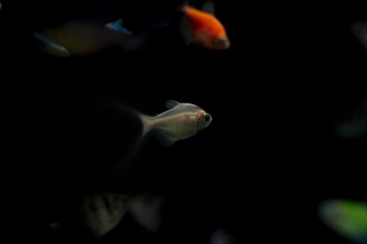 Multicolored small fish in the aquarium.