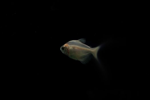 Silver small fish in the aquarium.