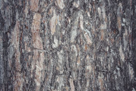 The bark of the pine tree. Textural background