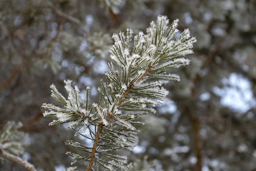 A branch of pine in the forest in winter.