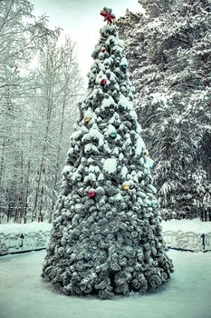 Christmas tree on Christmas day in the woods.