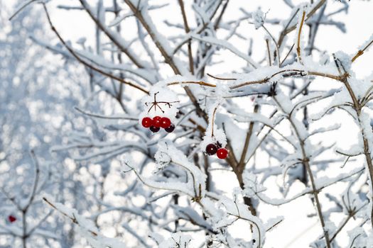 Wild ash berries in the winter forest.