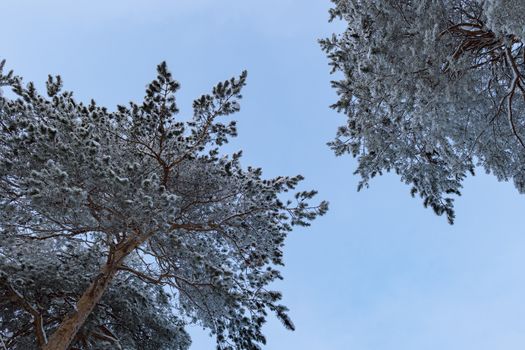 Crowns are high pines. Winter of Siberia