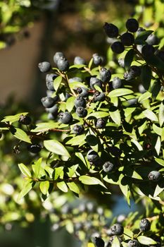 Fantastic  branch of myrtle with blue-black  fruit ,-myrtus communis -light and shadows 