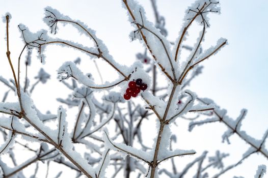 Wild ash berries in the winter forest. View from the front.