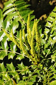 Fantastic yellow flowers of mahonia plant - berberis lomariifolia -beautiful leaves shape , 