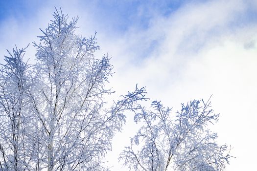 Snow-covered birch trees in other. View from front in Siberia