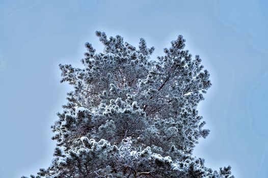 Siberian pine in the snow. Krone. View from below.