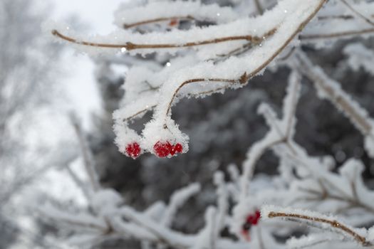 Wild ash berries in the winter forest. View from the front.